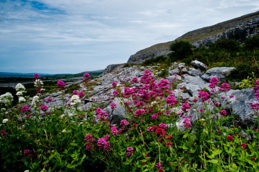 Flora The Burren County clare Ireland