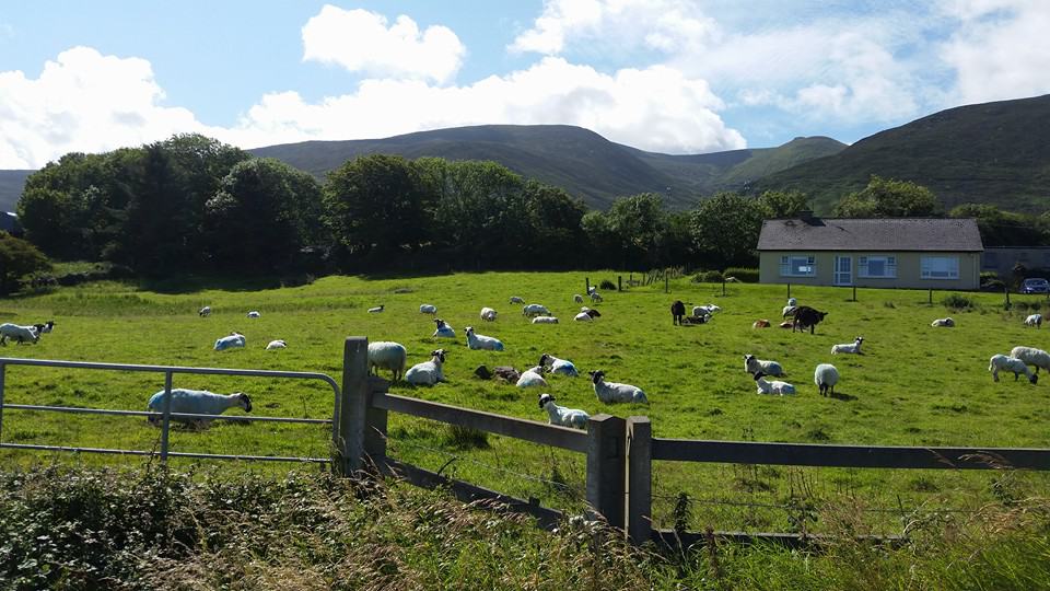 Wildlife The Burren County Clare