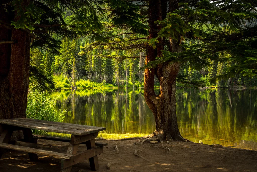 a large tree and timber bench and a lake in view