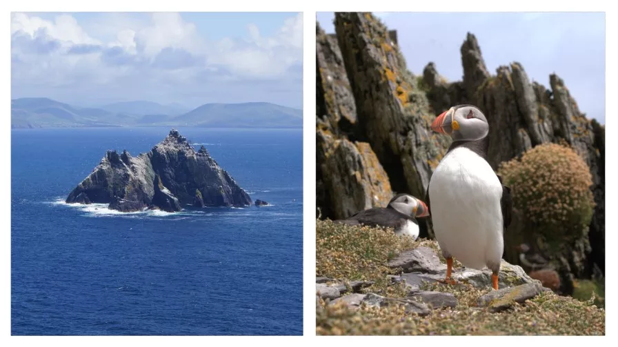  a puffin bird and the Skellig Michael island kerry ireland