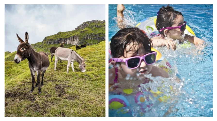 donkey in a field and kids swimming in a indoor pool