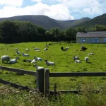 lots of sheep in a field in ireland
