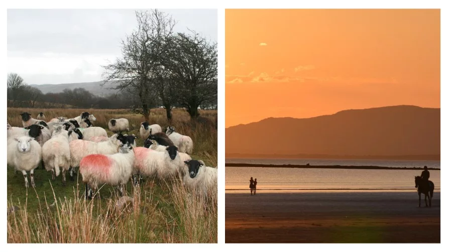 sheep in a field in donegal and an orange sunset