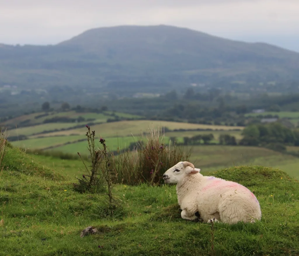 sheep in a green field in Sligo in ireland