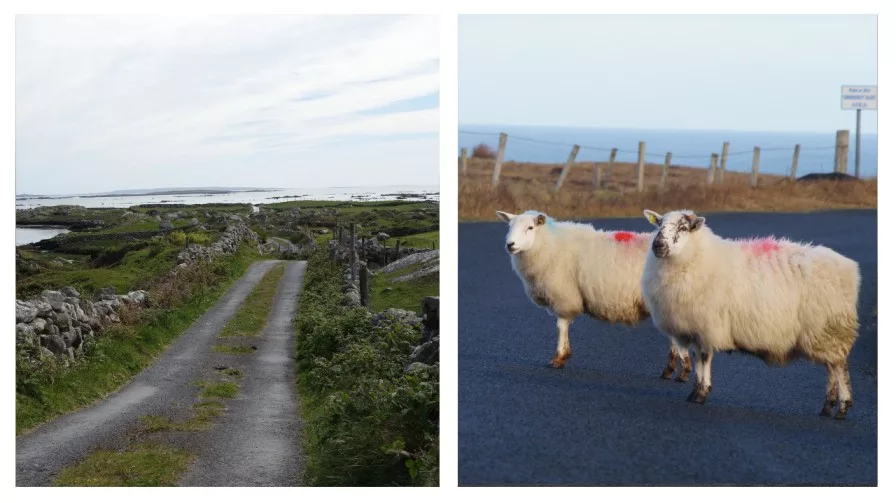 two image of ireland, sheep and ireland amazing landscape